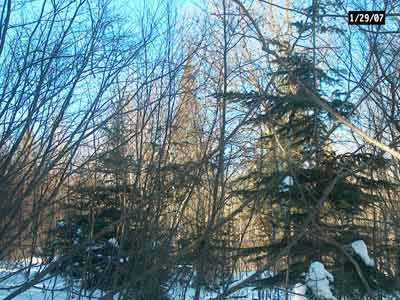 white spruce
