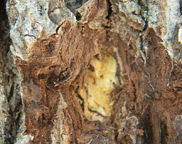 walnut inner bark

