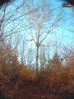 White birch crown. American beech undergrowth, thick
