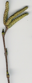 white birch twig

