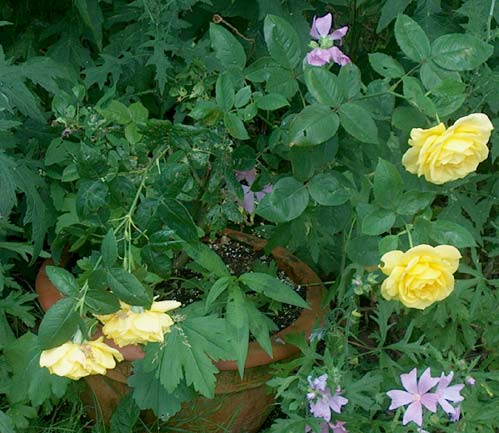 yellow tea roses
