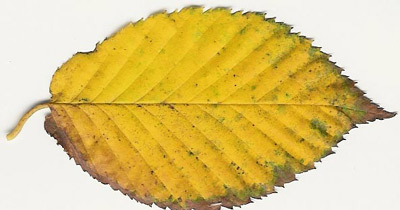 Yellow birch leaf - september
