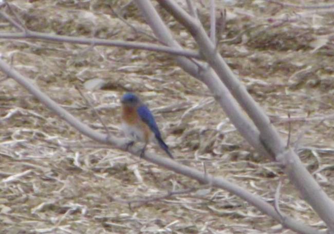 bluebird-April26-2020-2.jpg