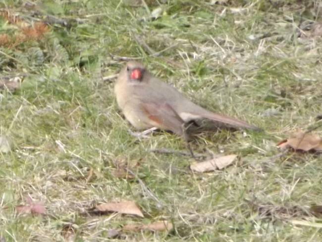 cardinal-juvenile.jpg