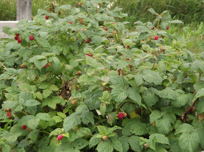 raspberries-July-2020.jpg