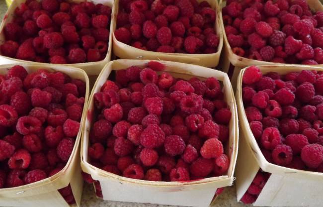 raspberries-July17-2023.jpg