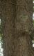 SD_Tree-bark2.jpg