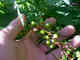 SD_grapes2011-003.jpg