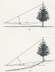 SD_tree-height1.jpg