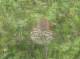 brown-thrasher-Jul2021-2.jpg