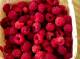 raspberries-July13-2022.jpg