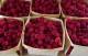 raspberries-July17-2023.jpg