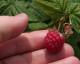 raspberry-Jul14-2023.jpg