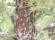 redspruce-bark.jpg