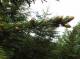 redspruce-twig.jpg