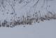 snow-buntings-Jan20-2.jpg