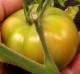 tomato-April28-2022.jpg
