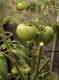tomatoes-April10-2022.jpg