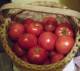 tomatoes-Aug30-2023.jpg
