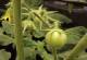 tomatoes-March19-2022.jpg