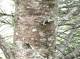 whitespruce-bark.jpg
