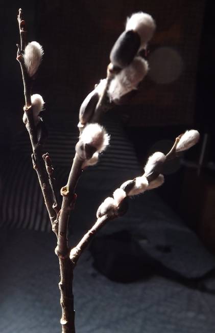 willow-flower-March29-18.jpg