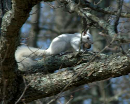 Sqrl-1
Albino Squirl from near Beckley WV
