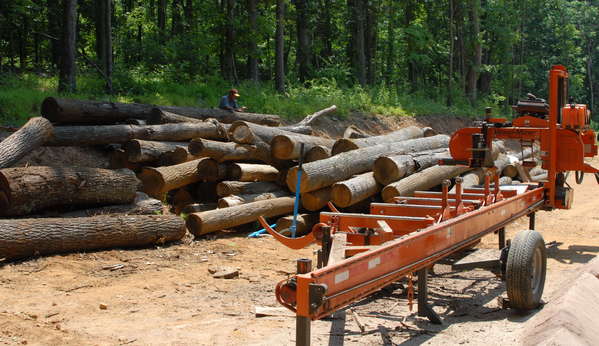 Lots of logs
