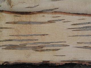 Spalted Maple 1
Keywords: maple spalted