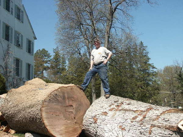 Big oak from Kennedy job
