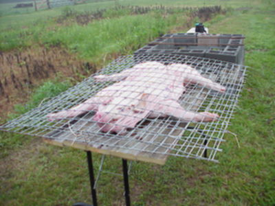 Pig in Rack
prepe'd for putting on fire


