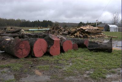 Remaining Logs
Kennedy logs still needing milling as of 4-15-07.  Three on left are 34" diameter x 8 ft.
