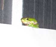 Printer frog
