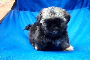 puppy 1
one of our latest little babies - a very rare solid grey with black tips
