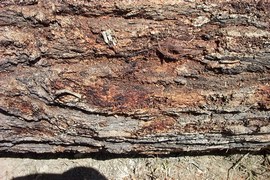 Ironbark bark
