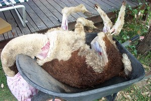 Alpaca Skinning 3
THe hide 'back on' to make Wifey feel a bit better (mind you she is still not eating meat two days later)
