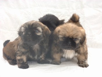 5 week old pups
3 boys, from left solid grey, solid black then solid gold with black mask and black tips
