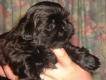 mini-golly puppy black.jpg