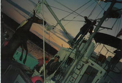daves moose....harpooned 5 miles off shore in Maine.....they say....
