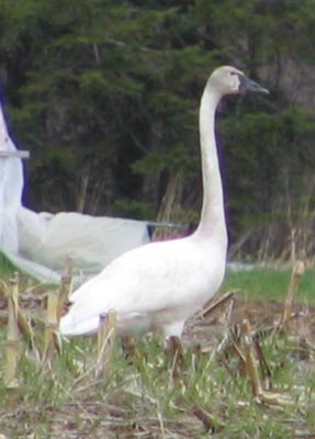 swan in NH 5/05
