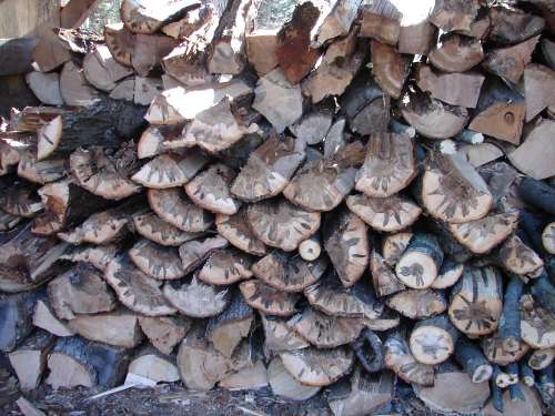 DSC02140
maple wood pile
