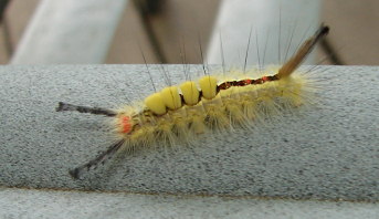 caterpillar
