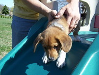 buckshotslides
8 week beagle pup on sliding board
