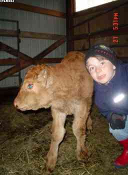 4 hour old bull calf.
