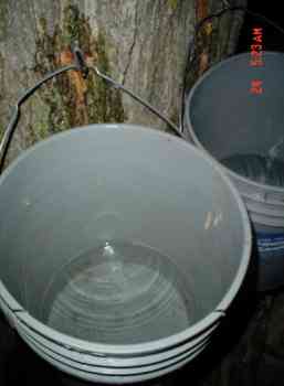 Maple Tree with sap buckets.
