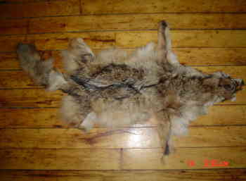 Home tanned coyote skin.
