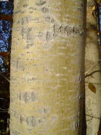 Poplar photos
immature tree bark
