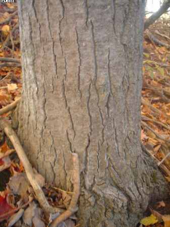 mature poplar tree bark
