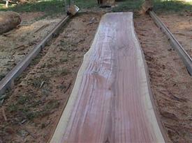 Eucalyptus log
