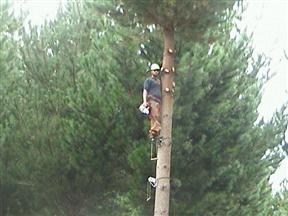 Alf pruning
Pruning to 10 meters on the third uni-step
